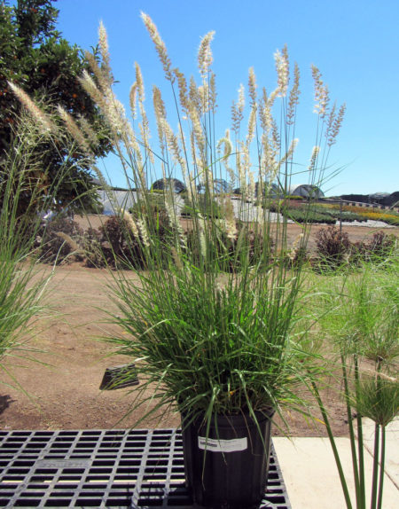 Pennisetum Fairy Tails