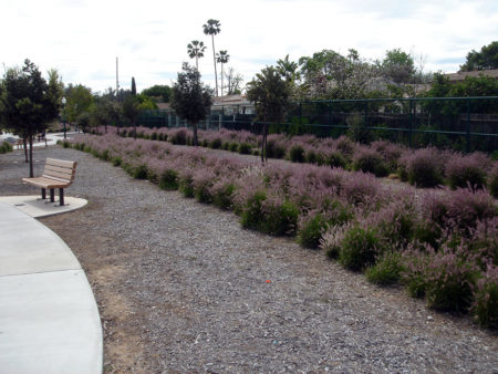 Pennisetum orientale 2