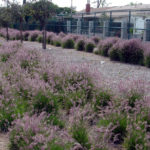 Pennisetum orientale