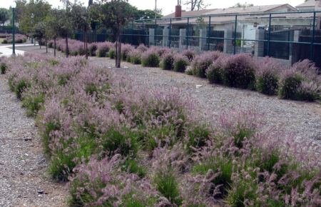 Pennisetum orientale