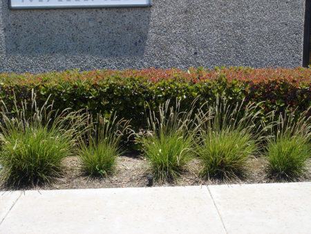Sesleria autumnalis Autumn Moor Grass 3