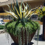 Variegated Agave