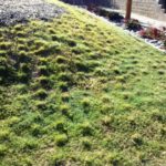 Buchloe UC Verde Buffalo Grass