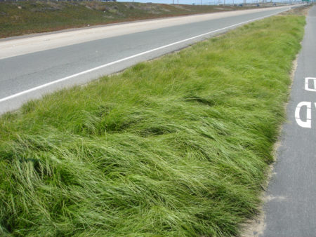 Pacific Wave - California Meadow Sedge - Image 5
