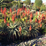 Aloe arborescens Torch Aloe