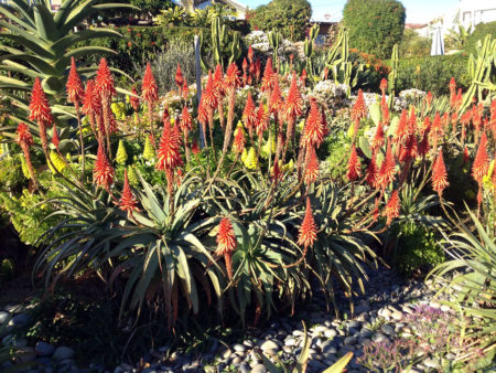 Aloe arborescens Torch Aloe