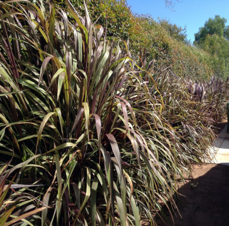 Pennisetum purpureum Prince
