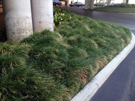 Ophiopogon japonicus Mondo Grass
