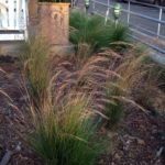 Aristida purourea Purple Threeawn Grass