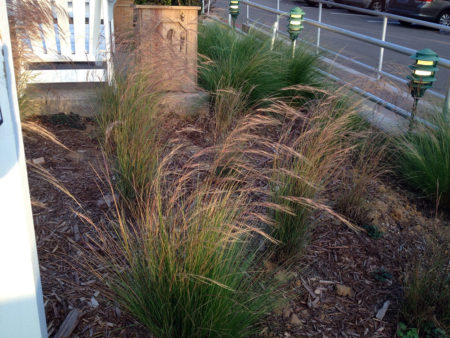Aristida purourea Purple Threeawn Grass