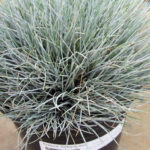 Festuca idahoensis Siskyou Blue