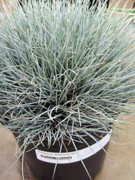 Festuca idahoensis Siskyou Blue