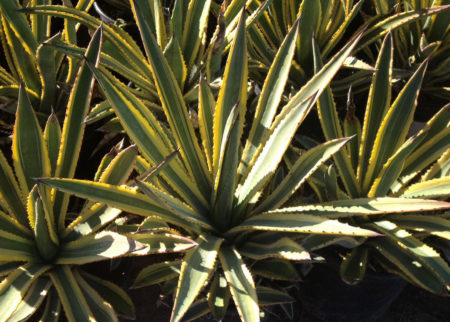 Agave murpheyi Rodney