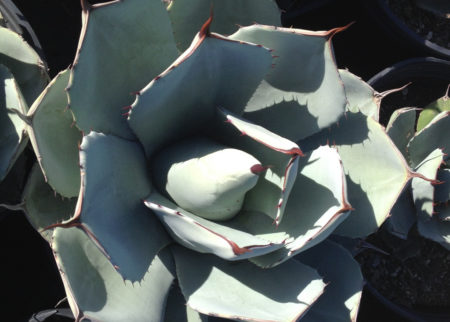 Agave parryi truncata