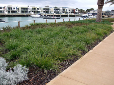 Lomandra The Breeze