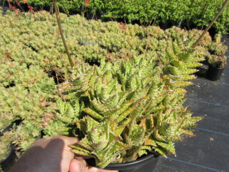 Aloe juvenna