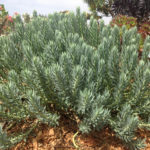 Silver Spurge