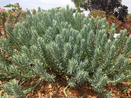 Silver Spurge