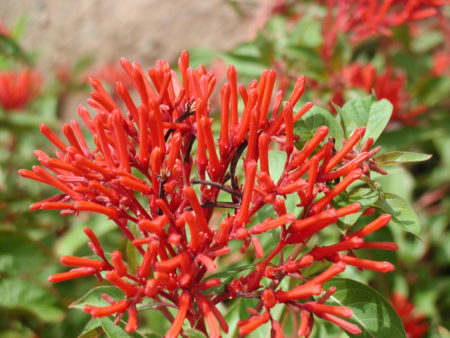 Hamelia-patens-Sierra-Red