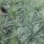 Blue Fescue