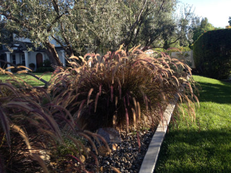 Rubrum Purple Fountain Grass - Image 3