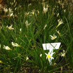 White Faire Lily