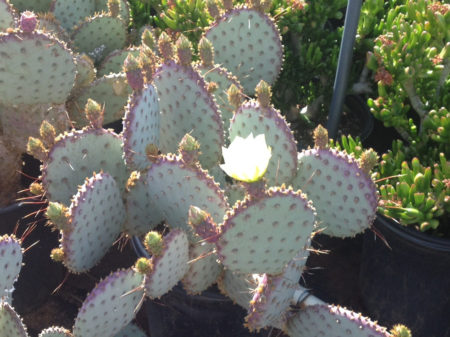 Opuntia Santa Rita Tubac