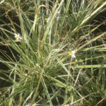 Variegated Grass Lily