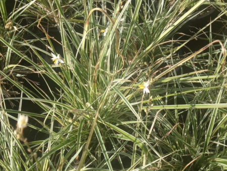 Variegated Grass Lily