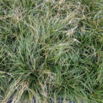 Catlin Sedge