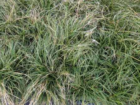 Catlin Sedge