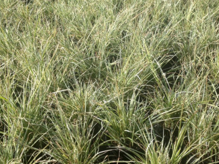 Variegated Grass Lily - Image 2