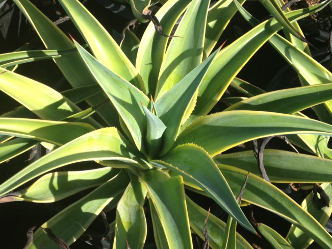 Variegated Smooth Agave - Green Meadow Growers
