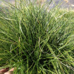Western Meadow Sedge