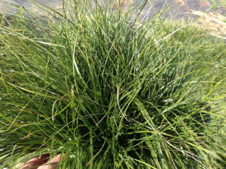 Western Meadow Sedge