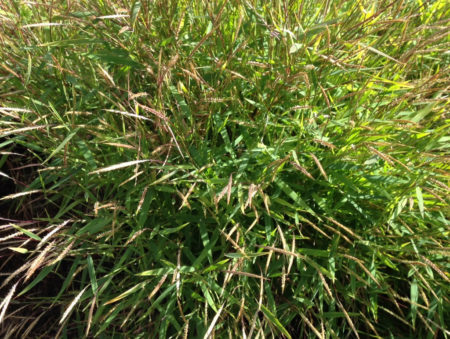 Pogonatherum paniceum Baby Bamboo