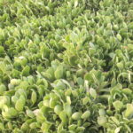Aeonium urbicum Side Salad