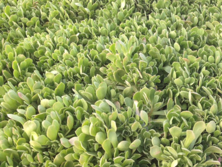 Aeonium urbicum Side Salad