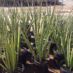 Chiangii Wide-Leaf Hesperaloe