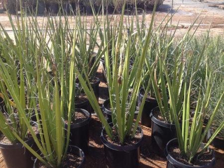 Chiangii Wide-Leaf Hesperaloe