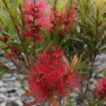 Scarlet Flame