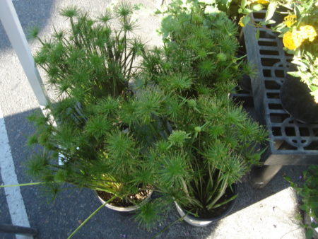 Cyperus isocladus