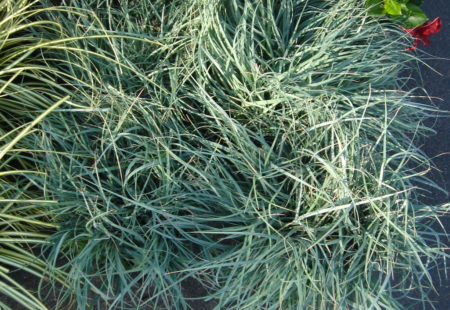 Carex glauca