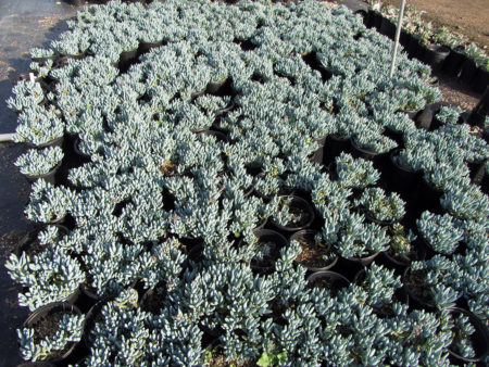 Senecio serpens