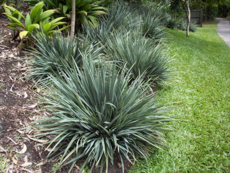 Dianella Cassa Blue