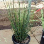 Chondropetalum tectorum Cape Rush