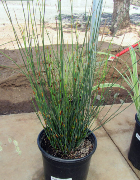 Chondropetalum tectorum Cape Rush