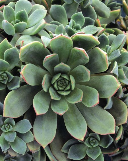 Pinwheel