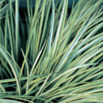 Variegated White Striped Sweet Flag