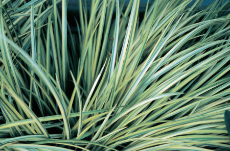 Variegated White Striped Sweet Flag